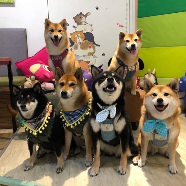 森林小徑大墩店对宠物超友善